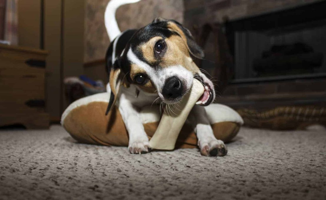 Animal Fournitures Boutique 1 Animal Fournitures Boutique -Animal Fournitures Boutique 1