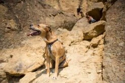 Ruffwear DoubleBack Harness XS - Destockage -Animal Fournitures Boutique 6