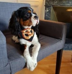 Arizona Hotdogs Bandana Bretzel/Bagel S -Animal Fournitures Boutique arizona hotdogs bandana reversible bretzel bagel la compagnie des animaux 3 6