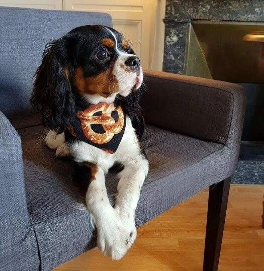 Arizona Hotdogs Bandana Bretzel/Bagel S – Image 4