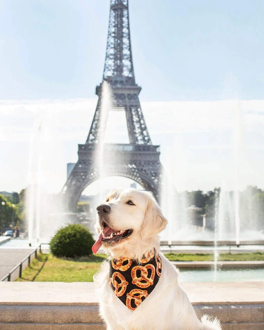 Arizona Hotdogs Bandana Bretzel/Bagel S – Image 5