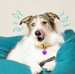 Edgard & Cooper Mach'sticks Pomme & Eucalyptus Moyen Chien 160 G -Animal Fournitures Boutique chien dental adulte naturel eucalyptus pomme 160g 3