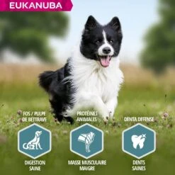 Eukanuba Chien Adulte Petite Et Moyenne Race Agneau Et Riz 2.5 Kg 10 Eukanuba Chien Adulte Petite Et Moyenne Race Agneau Et Riz 2.5 Kg -Animal Fournitures Boutique eukanuba chien adult petite et moyenne race agneau et riz 5