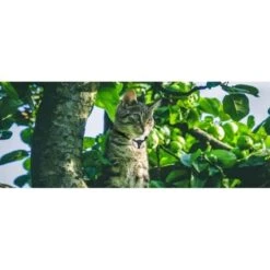 Eyenimal Pet Videocam -Animal Fournitures Boutique eyenimal pet videocam4