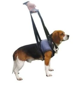 Harnais Handy Canis Pattes Avants XL -Animal Fournitures Boutique handycanis avant 1 2 1