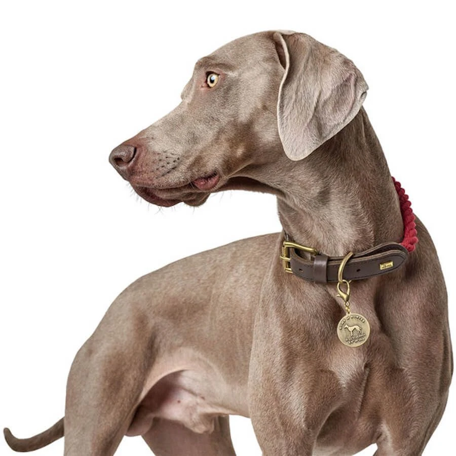 Hunter Collier List Pour Chien Beige L – Image 4