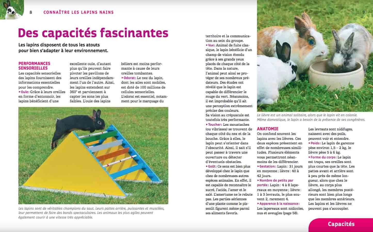 Livre - Lapins Nains 2 Livre - Lapins Nains – Image 2