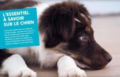 Livre - L'éducation Positive Du Chien -Animal Fournitures Boutique livre l ducation positive du chien3