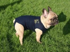 Medical Pet Shirt Chien XL -Animal Fournitures Boutique medical pet shirt chien 1 1 1 2 1 1