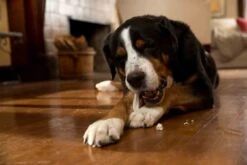 Prozym RF2 Sticks Chiens S/M 0-25 Kg 5 Prozym RF2 Sticks Chiens S/M 0-25 Kg -Animal Fournitures Boutique prozym rf2 sticks chiens s m 0 25 kg