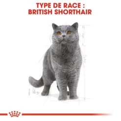 Royal Canin British Shorthair Adult 2 Kg -Animal Fournitures Boutique royal canin british shorthair adult 2 kg 2