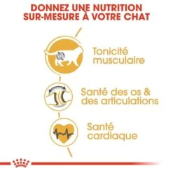 Royal Canin British Shorthair Adult 2 Kg -Animal Fournitures Boutique royal canin british shorthair adult 2 kg 4