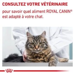 Royal Canin Vet Chat Mature Consult Balance 10 Kg -Animal Fournitures Boutique royal canin vet chat mature consult balance 10 kg 9