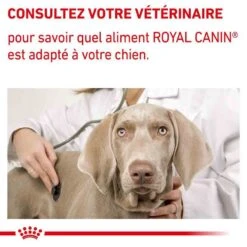 Royal Canin Veterinary Neutered Adult Large Dog 12 Kg 16 Royal Canin Veterinary Neutered Adult Large Dog 12 Kg -Animal Fournitures Boutique royal canin veterinary neutered adult large dog 12 kg 8