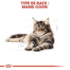 Royal Canin Maine Coon Adult 4 Kg -Animal Fournitures Boutique royal canin maine coon adult 2 1