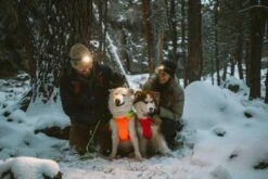 Ruffwear Veste Haute Visibilité Lumenglow Orange XXS -Animal Fournitures Boutique ruffwear harnais lumenglow orange chien