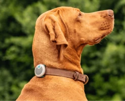 Sure Petcare Animo Traqueur D’activités Pour Chien -Animal Fournitures Boutique sure petcare animo la compagnie des animaux 5