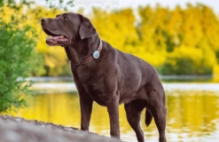 Sure Petcare Animo Traqueur D’activités Pour Chien -Animal Fournitures Boutique sure petcare animo la compagnie des animaux 6