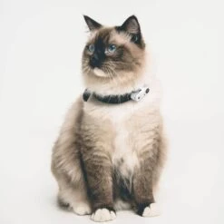 Tickless Mini Cat Blanc Rechargeable 5 Tickless Mini Cat Blanc Rechargeable -Animal Fournitures Boutique tickless mini cat blanc rechargeable3