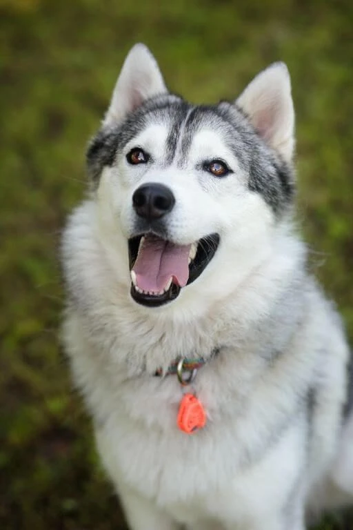 Tickless Pet Orange à Pile 3 Tickless Pet Orange à Pile – Image 3