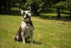 Tickless Pet Rose à Pile 5 Tickless Pet Rose à Pile -Animal Fournitures Boutique tickless pet rose pile3