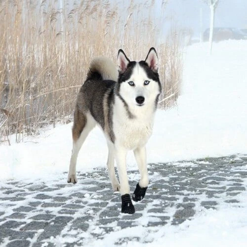 Trixie Bottes Protection Walker Active XL X 2 2 Trixie Bottes Protection Walker Active XL X 2 – Image 2