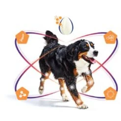 Virbac Movoflex Chien L -Animal Fournitures Boutique virbac movoflex chien l 5